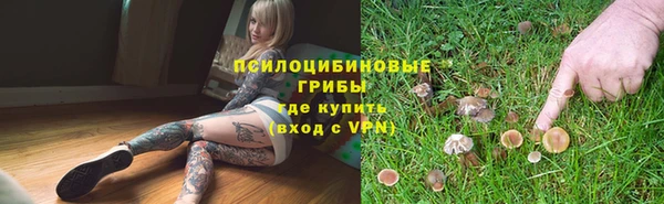PSILOCYBIN Аркадак