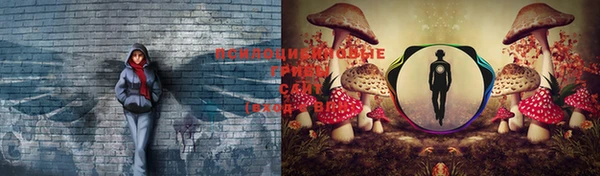 PSILOCYBIN Аркадак